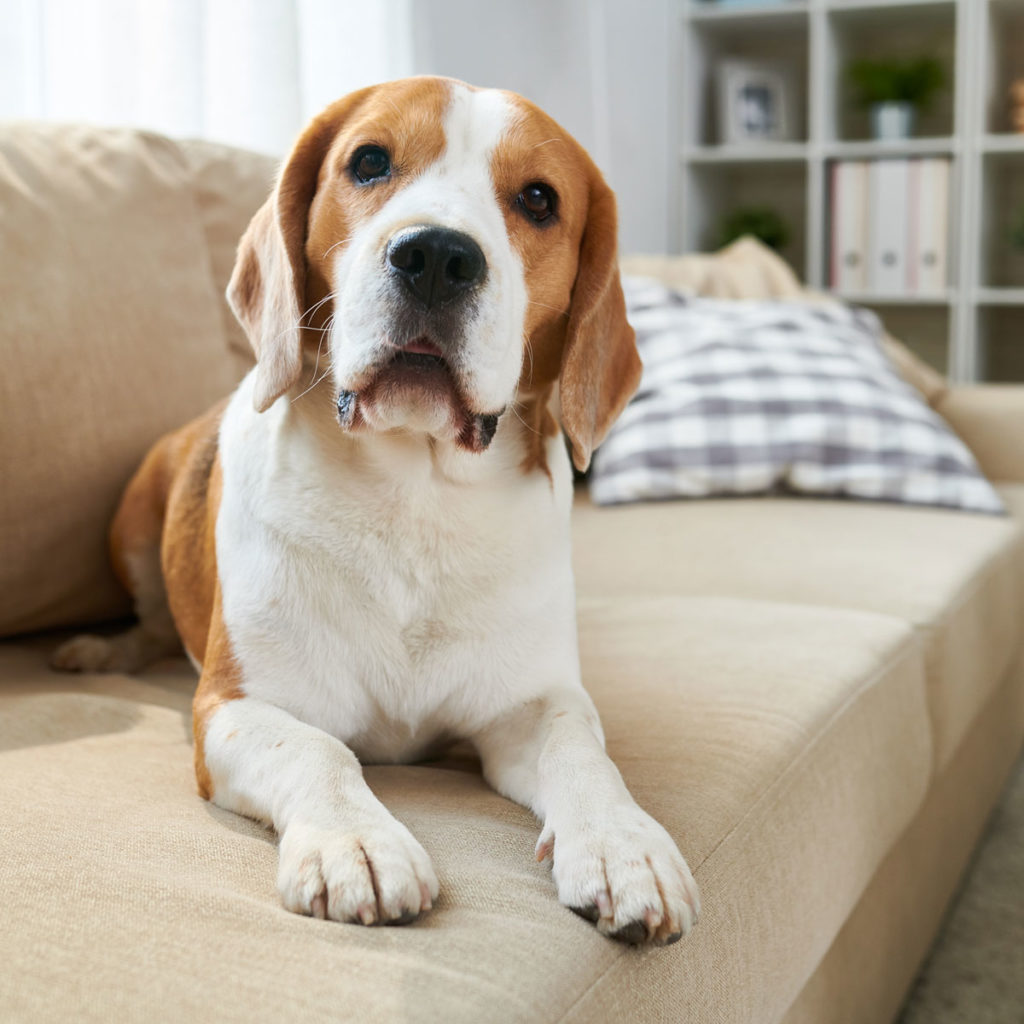 Choosing the Perfect Home for You and Your Dog